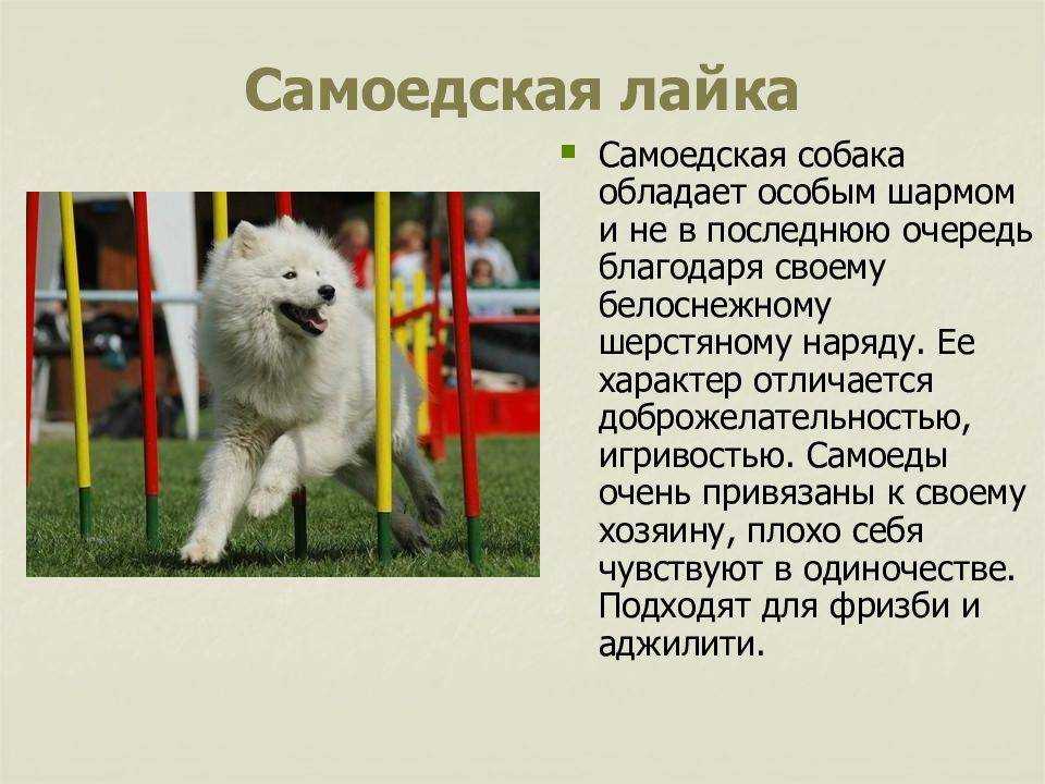 Самоедская собака (лайка): характер, воспитание, стоимость щенков