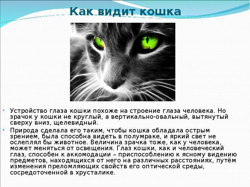 Как видят кошки: секреты и особенности восприятия животными окружающего мира