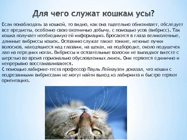 Почему у кошки усы секутся