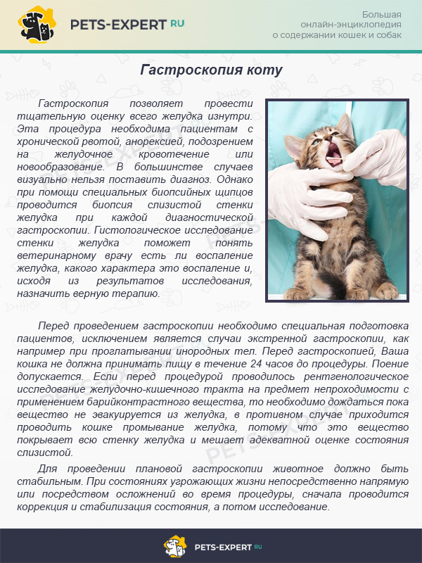 Понос у котенка - что делать и как лечить диарею у котенка в домашних условиях