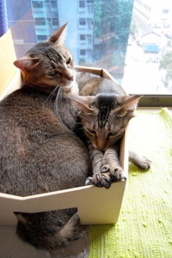 Почему коты любят пакеты и коробки