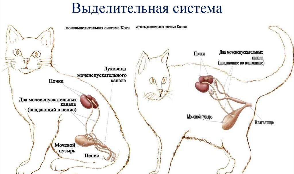 Поражение головного мозга: органическое, локальное, гипоксическое, ишемическое, очаговое, перинатальное, травматическое - синдромы