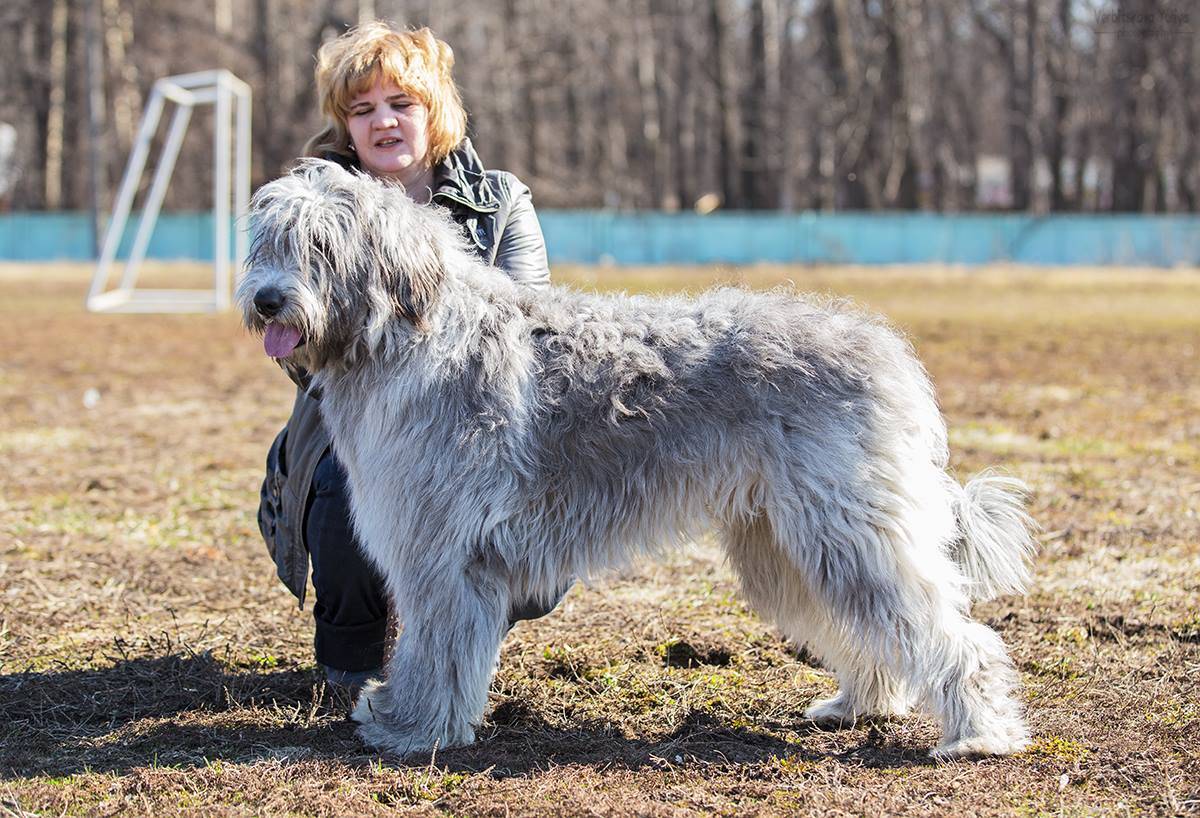 Обзор породы собак южнорусская овчарка, фото питомцев и отзывы владельцев