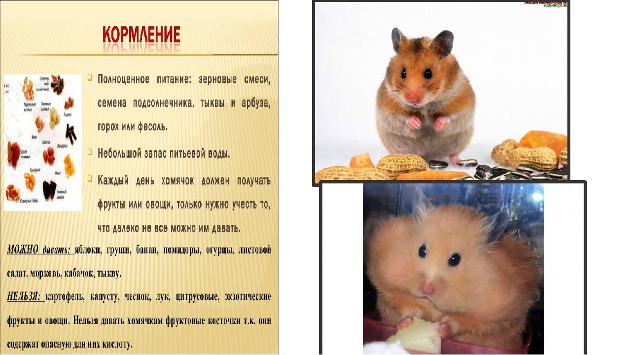 Чем кормить джунгарского хомяка в домашних условиях: что едят кроме крупы и корма