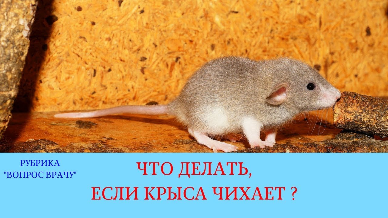 Синусит – симптомы, лечение, профилактика. виды синусита: гайморит, фронтит, этмоидит.