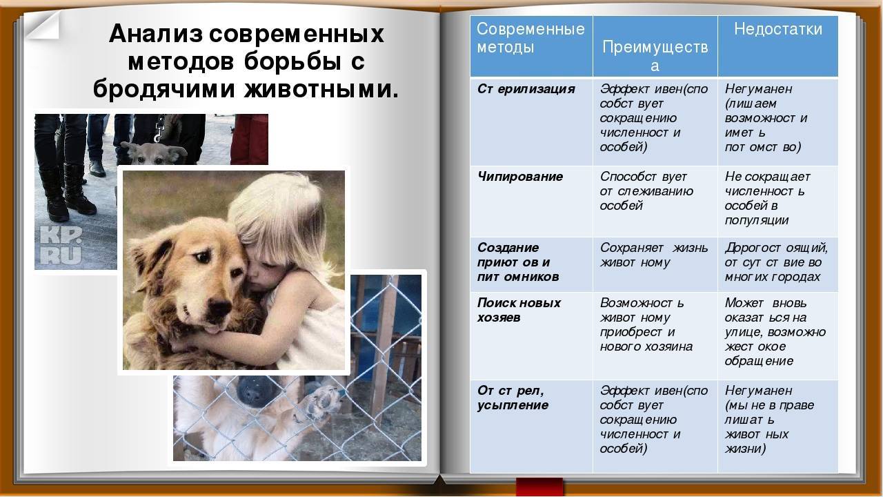Как вести себя с животными из приюта: пять основных правил