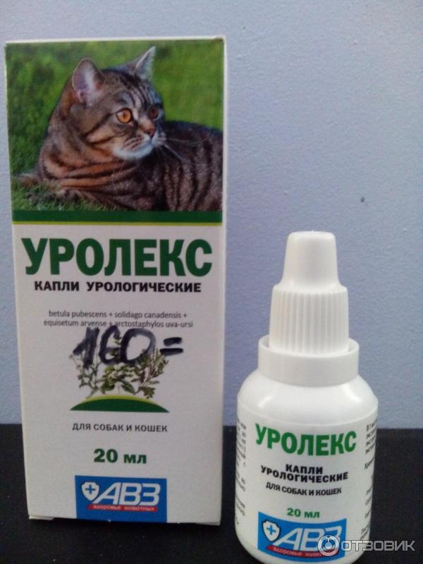 Уролекс — первая помощь при заболеваниях органов мочеполовой системы у кошек
