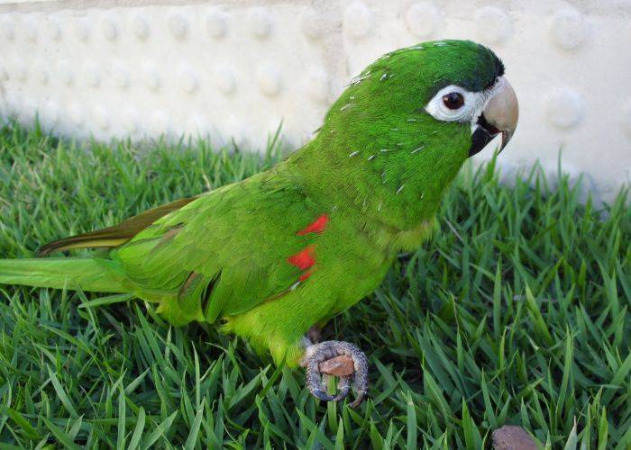 Самые маленькие попугаи в мире: топ 4, информация о видах и фото