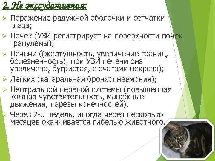 Вирусный перитонит кошек. диагностика, симптомы, профилактика | блог ветклиники "беланта"