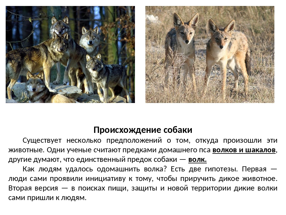 ᐉ откуда и как появились собаки: от кого произошли, история происхождения и гипотезы - kcc-zoo.ru