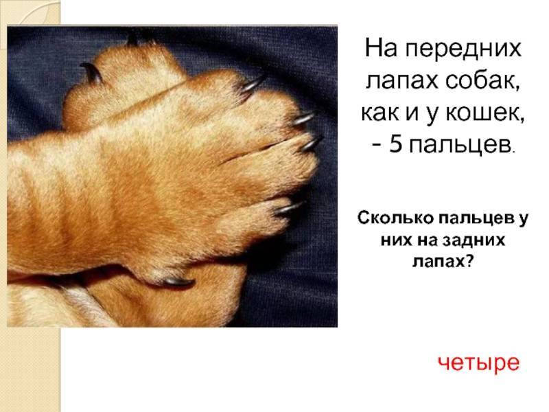 Количество пальцев у собак: преимущества и недостатки пятого пальца